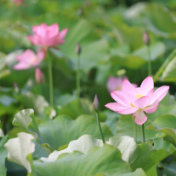 祁阳下马渡镇元家庙村：夏日荷花开 游客打卡热