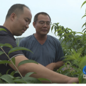 蓝山县：专业人才下乡赋能 水果种植焕新机