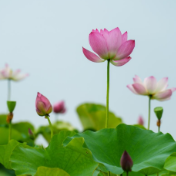 永州冷水滩：夏日荷韵浓（组图）