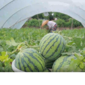 永州：瓜果飘香 抢“鲜”上市