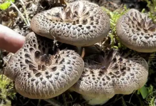 祁阳市召开野生蘑菇中毒防控工作调度会