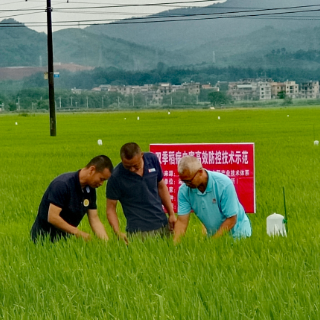 永州市农科所：专家田间传技 科技护航早稻丰收