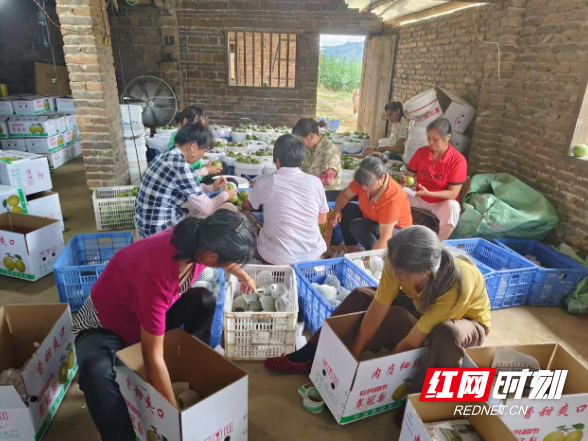东安：梨园喜迎丰收 果农笑逐颜开