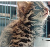 零陵成功救助国家二级保护动物豹猫