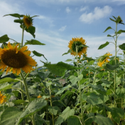 江华：以向阳花之约祈愿学子逐梦