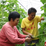 江华：育苗空档巧利用 哈密瓜香促增收