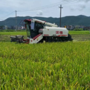 蓝山县：早稻开镰收割 全程机械化助力夏粮“满仓”