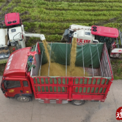 江华：机械化助力“瑶山粮仓”颗粒归仓