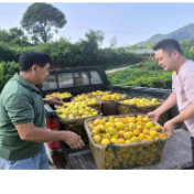双牌县塘底乡：瑶村黄桃丰收 甜蜜硕果助力乡村振兴