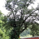 零陵：提速古树保护 留住绿色记忆