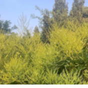 零陵：槐米丰收促增收