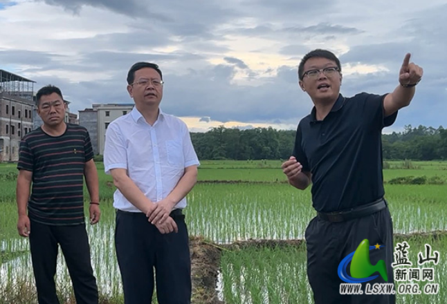 蓝山：龙向洋前往乡镇调研粮食生产工作