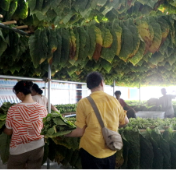 双牌：雪茄烟叶开秤收购 “黄金叶”鼓起烟农“钱袋子”