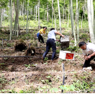 双牌县何家洞镇：竹荪迎首批采收 林下经济助力乡村振兴