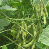 祁阳：6万多亩大豆结荚 丰收在望