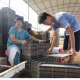 宁远：“工厂化”育秧助晚稻丰产