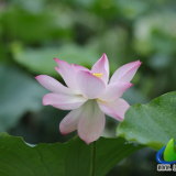 湖南蓝山：雨后荷花别样娇（组图）