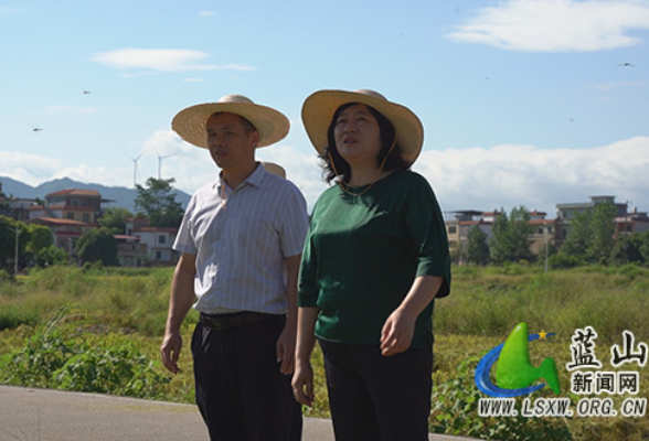蓝山：邓群调研督导粮食生产工作和基孔肯雅热、登革热防控工作