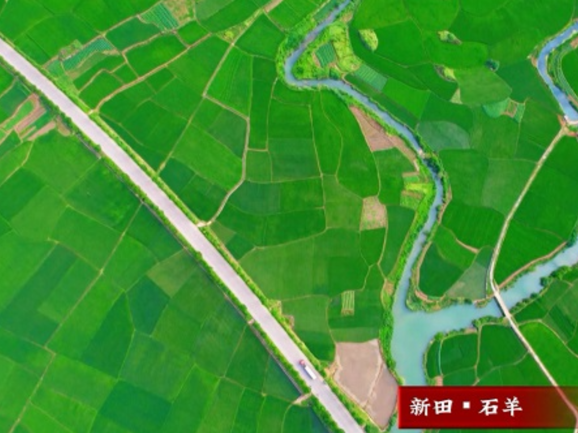 新田：处暑田园绿意盎然绘生机