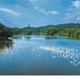 中华秋沙鸭的“生态投票”——日月湖湿地重生的绿色答卷