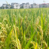 祁阳：早稻喜获丰收 机械化与合理密植齐发力 促增产增收