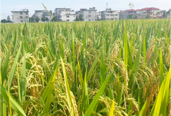 祁阳：早稻喜获丰收 机械化与合理密植齐发力 促增产增收