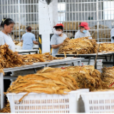 湖南宁远：一片“金叶”富万家