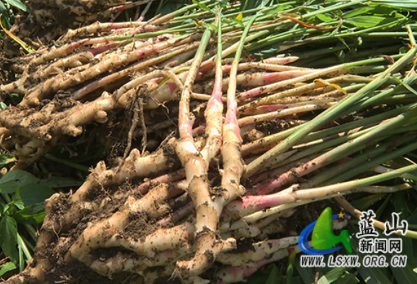 蓝山县：生姜丰收田间忙 强村富民好“姜”来