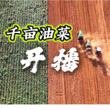 视频丨冷水滩：千亩油菜开播