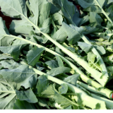 守护 “菜篮子” 永州冷水滩冬菜丰收产销旺