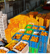 蓝山：万斤脐橙载厚谊 两地携手谱新篇