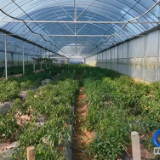 蓝山县：“一棚多用”轮作忙 闲置大棚变身“增收引擎”