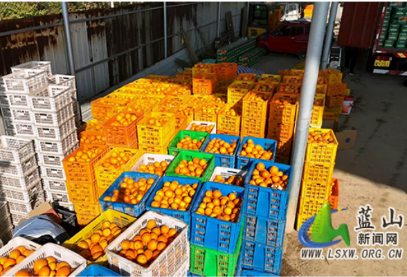 蓝山：万斤脐橙载厚谊 两地携手谱新篇
