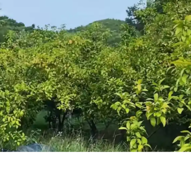 低温冻害下柑橘生产应急管理措施