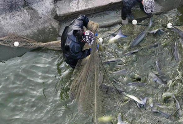 蓝山县脆鲩鱼喜获丰收 “游”出产业致富路