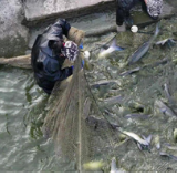 蓝山县脆鲩鱼喜获丰收 “游”出产业致富路