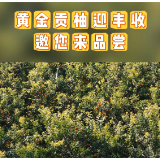 视频丨冷水滩：黄金贡柚迎丰收 邀您来品尝