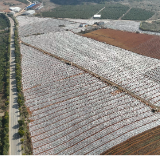 江华白芒营镇：千亩淮山抢“鲜”直供大湾区