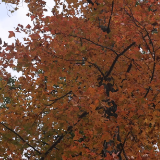 双牌冲头村：百亩枫林披彩装 冬日乡村入画来