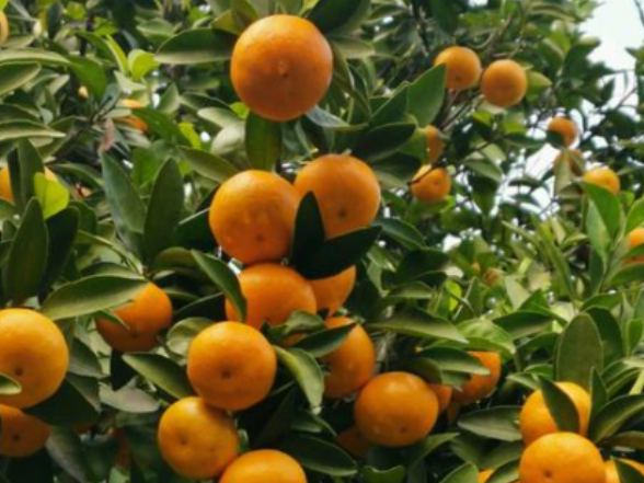 零陵区加强冬季果园管护 夯实增产丰收基础