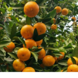 零陵区加强冬季果园管护 夯实增产丰收基础