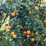 永州冷水滩：冬日“金果”俏 沃柑采摘正当时