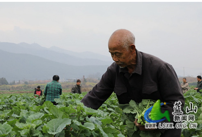 蓝山县：“小菜心”种出“大产业” 特色产业助力乡村振兴