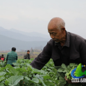 蓝山县：“小菜心”种出“大产业” 特色产业助力乡村振兴