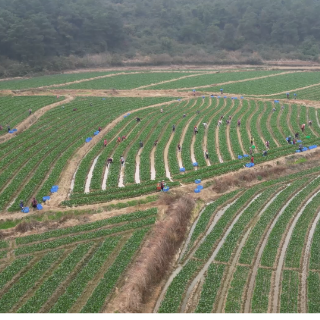 江华：抓好蔬菜稳产保供 守护春节“菜篮子”
