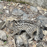 豹猫困于废弃水池 双牌民警巧搭“生命桥”助其回家