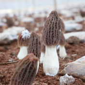 湖南新田：冬闲棚里生出“年货顶流” 富硒羊肚菌抢鲜上市