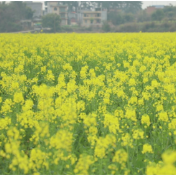 道县：油菜花开绘就春日画卷（组图）