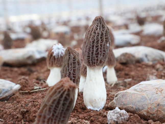 湖南新田：冬闲棚里生出“年货顶流” 富硒羊肚菌抢鲜上市