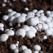 双孢菇试种成功 江华农业再添新动力